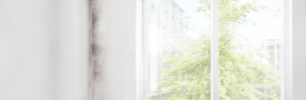 Mold Removal for HVAC Installations in Perry, UT