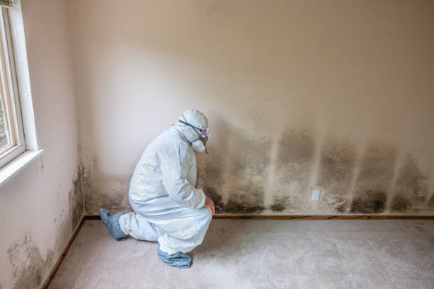Best Black Mold Removal  in Perry, UT
